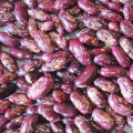 Best quality purple speckled kidney bean long shape cooking red kidney beans